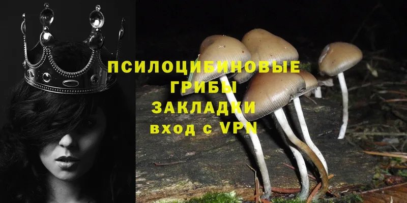 Галлюциногенные грибы Cubensis  даркнет сайт  mega как войти  Кимовск 